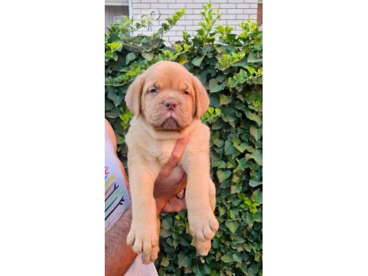 Κουτάβια Dogue de Bordeaux